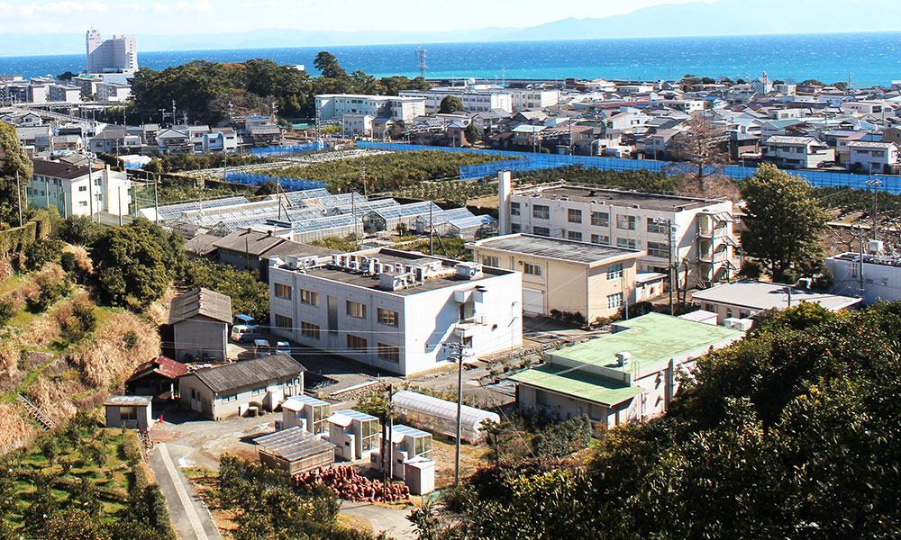 �����J���L�c�������̉摜